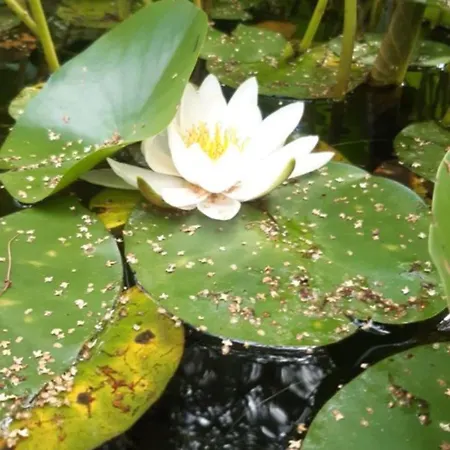 Wohlfuehloase Naehe Gmunden 5min Zum Traunsee Haus Mit 2 Schlafzimmer Ohlsdorf