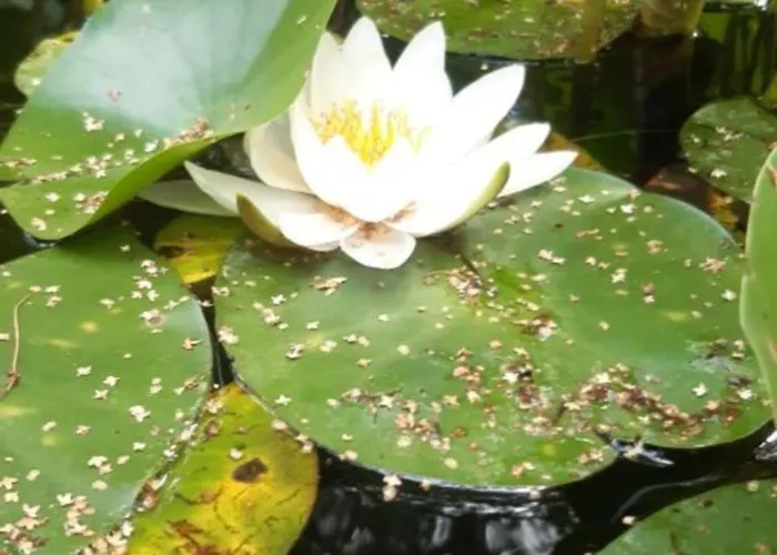 Wohlfühloase Nähe Gmunden 5min Zum Traunsee Haus Mit 2 Schlafzimmer Ohlsdorf